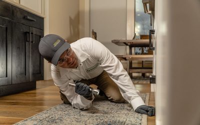 5 Reasons Your Home Might Attract Pests
