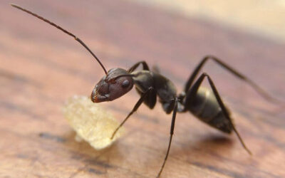 Why Is It So Hard To Get Rid Of Ants?