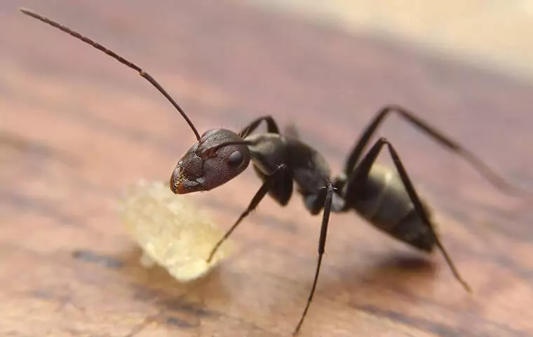 Why Is It So Hard To Get Rid Of Ants?