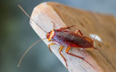 Why Cockroach Removal Is So Difficult