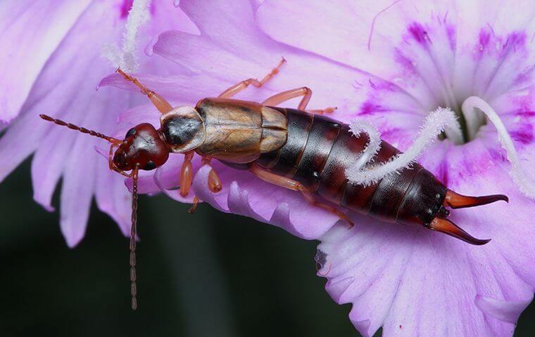 Earwig crawling on a flower