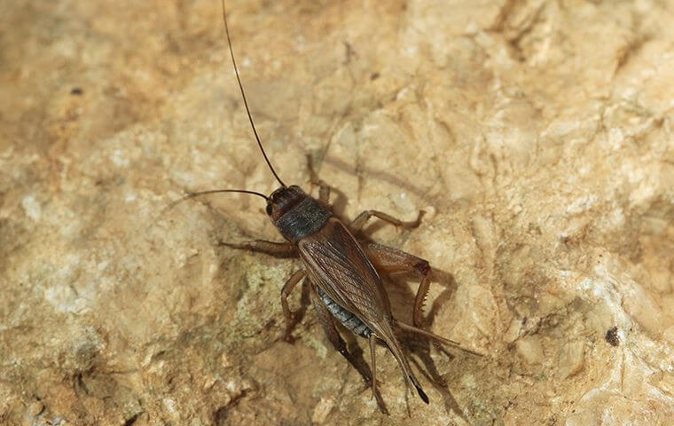 house-cricket A cricket on a rock