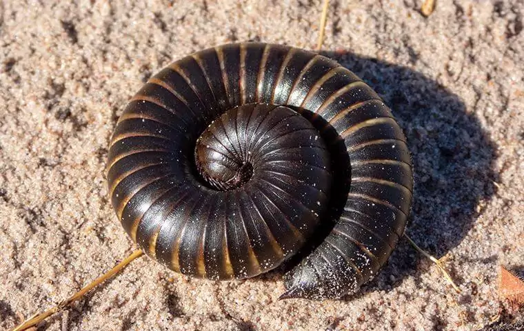 millipedes A millipede curled up on a sandy surface