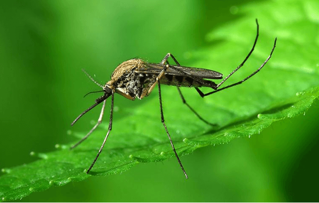 mosquito A mosquito on a green leaf
