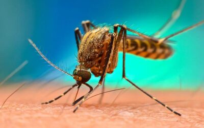What Makes Mosquitoes Tick? Mosquito Control