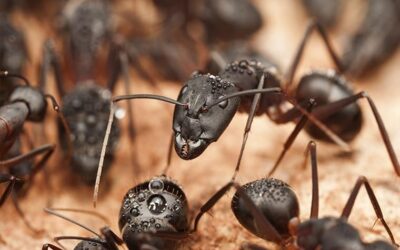 Do It Yourself Home Ant Control