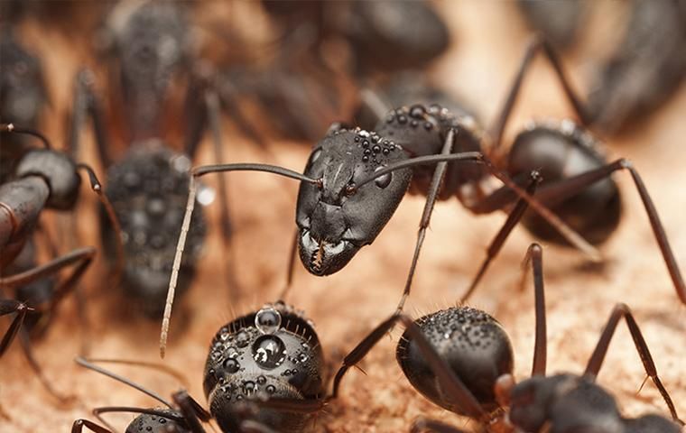 Green Pest Management. Ants pest-library black ants crawling in the dirt. Green Pest Management