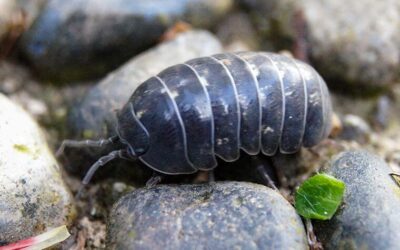 Understanding Pill Bugs: The Rolly Polly Pests in Your Garden