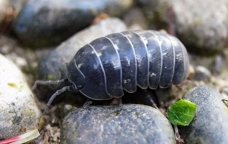 Understanding Pill Bugs: The Rolly Polly Pests in Your Garden