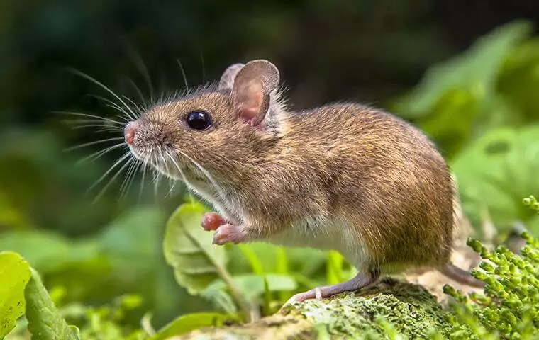 DIY Mouse Pest Control Products