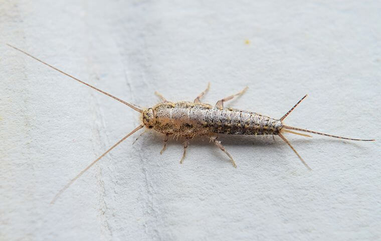 silverfish A silverfish crawling on a textured surface