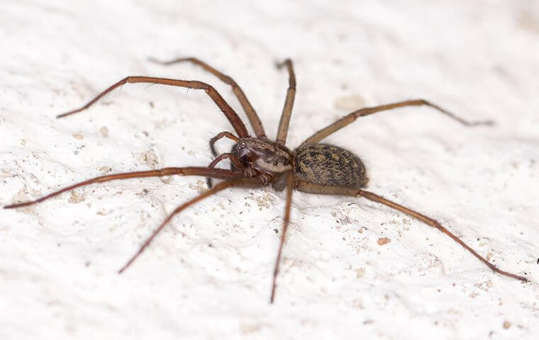 spiders A spider crawling on a textured surface. Green Pest Management