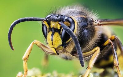 10 Fun Facts About Wasps