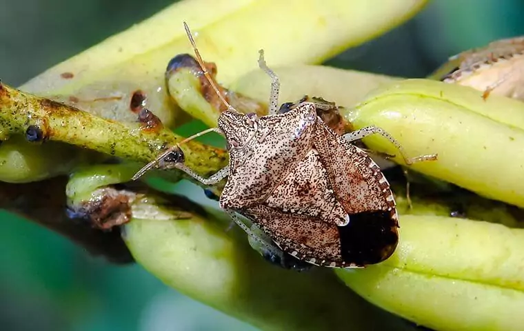 stink-bug-control A stinkbug crawling on a plant