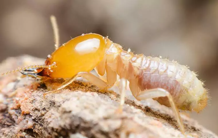 termite eating wood A termite eating wood. Green Pest Management