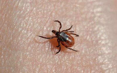 Tick and Mosquito Behaviors & Diseases: Mosquito & Tick Prevention
