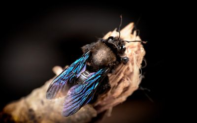 The Carpenter Bee Lifestyle
