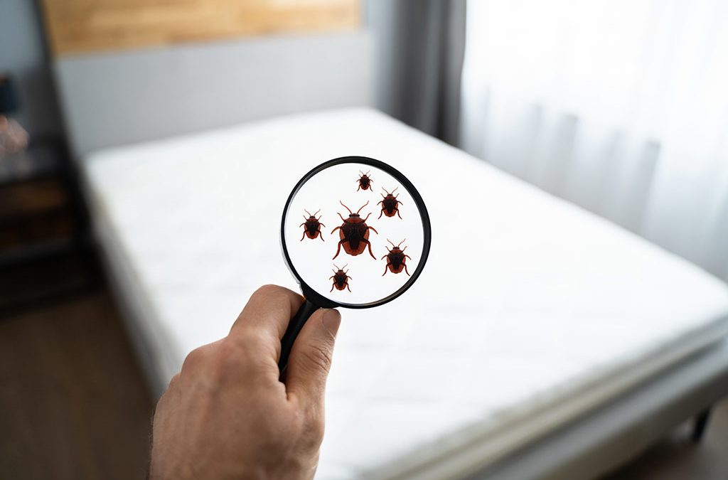 “Sleep Tight…Don’t Let the Bed Bugs Bite,” With These Tips
