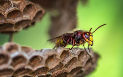 Stinging Insects & What Makes Them Different