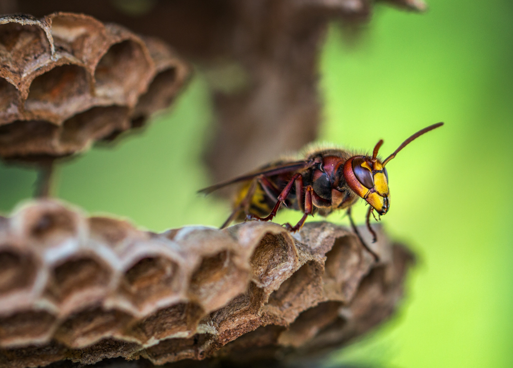 Hornets, Wasps & Bees Category - Edible Insects