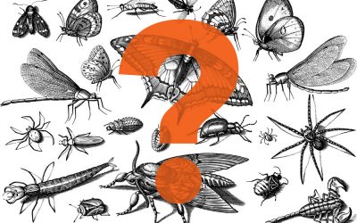 A Few Pests We Don’t Treat and Why
