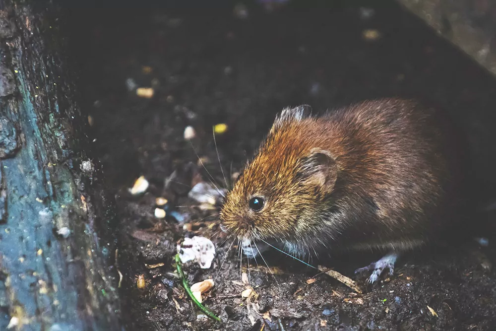 Not so fun facts about Mice