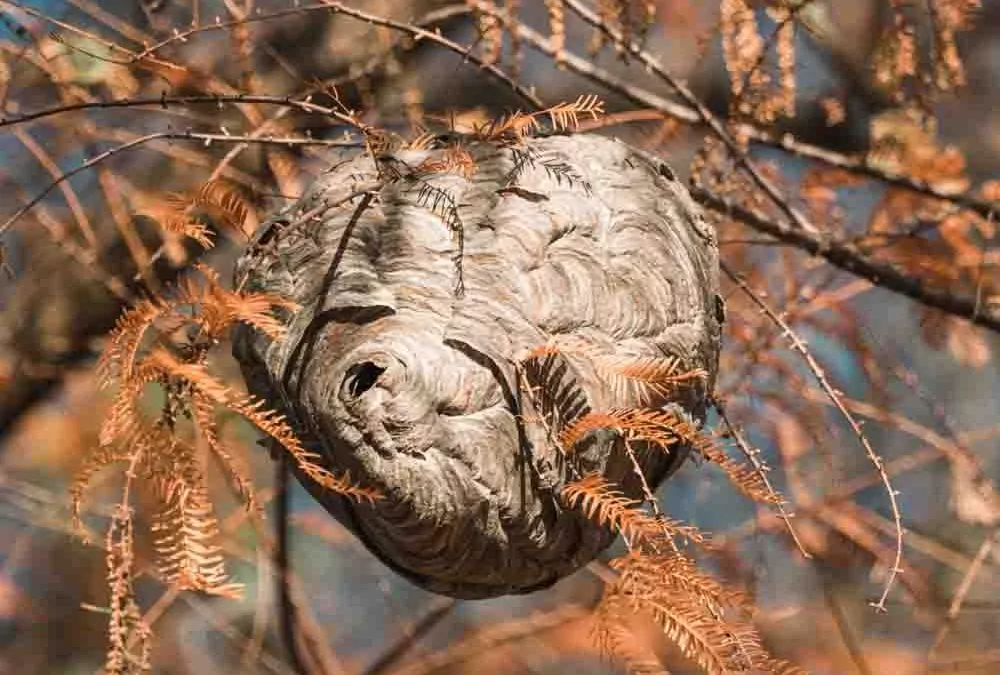 Wasps in Winter?
