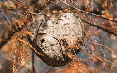 Wasps in Winter?