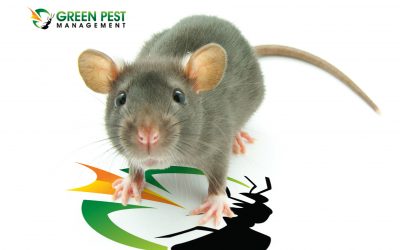 When Do I Need to Start Worrying about Rodent Problems?