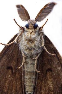 gypsy moth close up