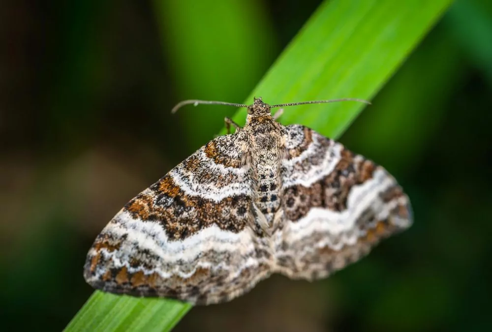 The Fluttering Intruders: Understanding Moths in Delaware and Effective Pest Control Solutions