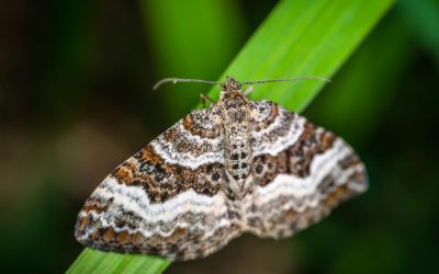 The Fluttering Intruders: Understanding Moths in Delaware and Effective Pest Control Solutions
