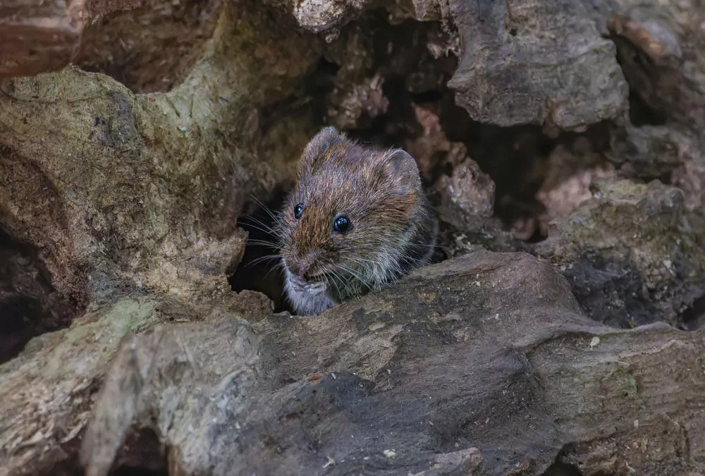 Understanding Vole Control: Identify, Prevent, and Control Methods