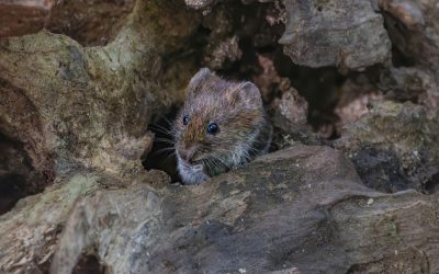 Understanding Vole Control: Identify, Prevent, and Control Methods
