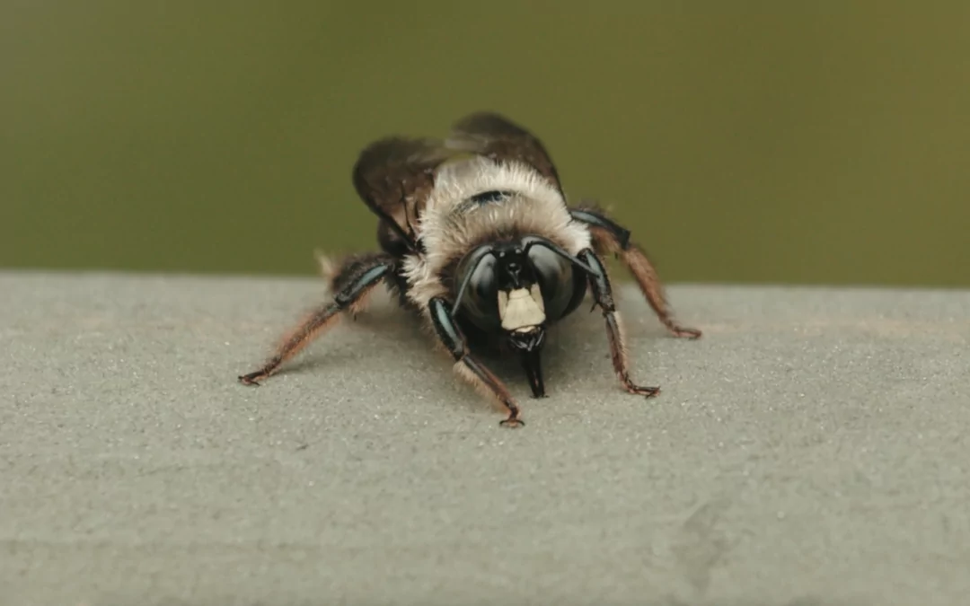 Getting Rid of Carpenter Bees: What They Mean for Your Property
