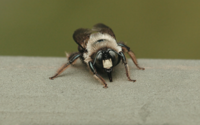 Getting Rid of Carpenter Bees: What They Mean for Your Property