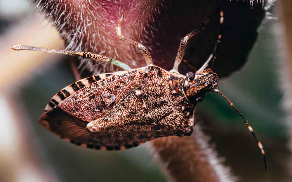 Stinky Truth About Stink Bugs: Understanding, Preventing, and Managing Infestations