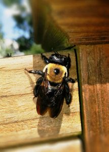 carpenter bee top down view