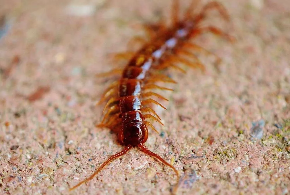 Understanding Centipedes: Habits, Impact, and Effective Pest Control Solutions