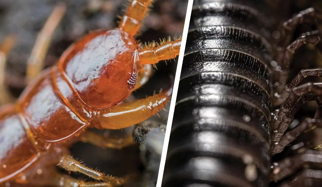 Millipedes? Centipedes? Know the Difference and How to Prevent Them