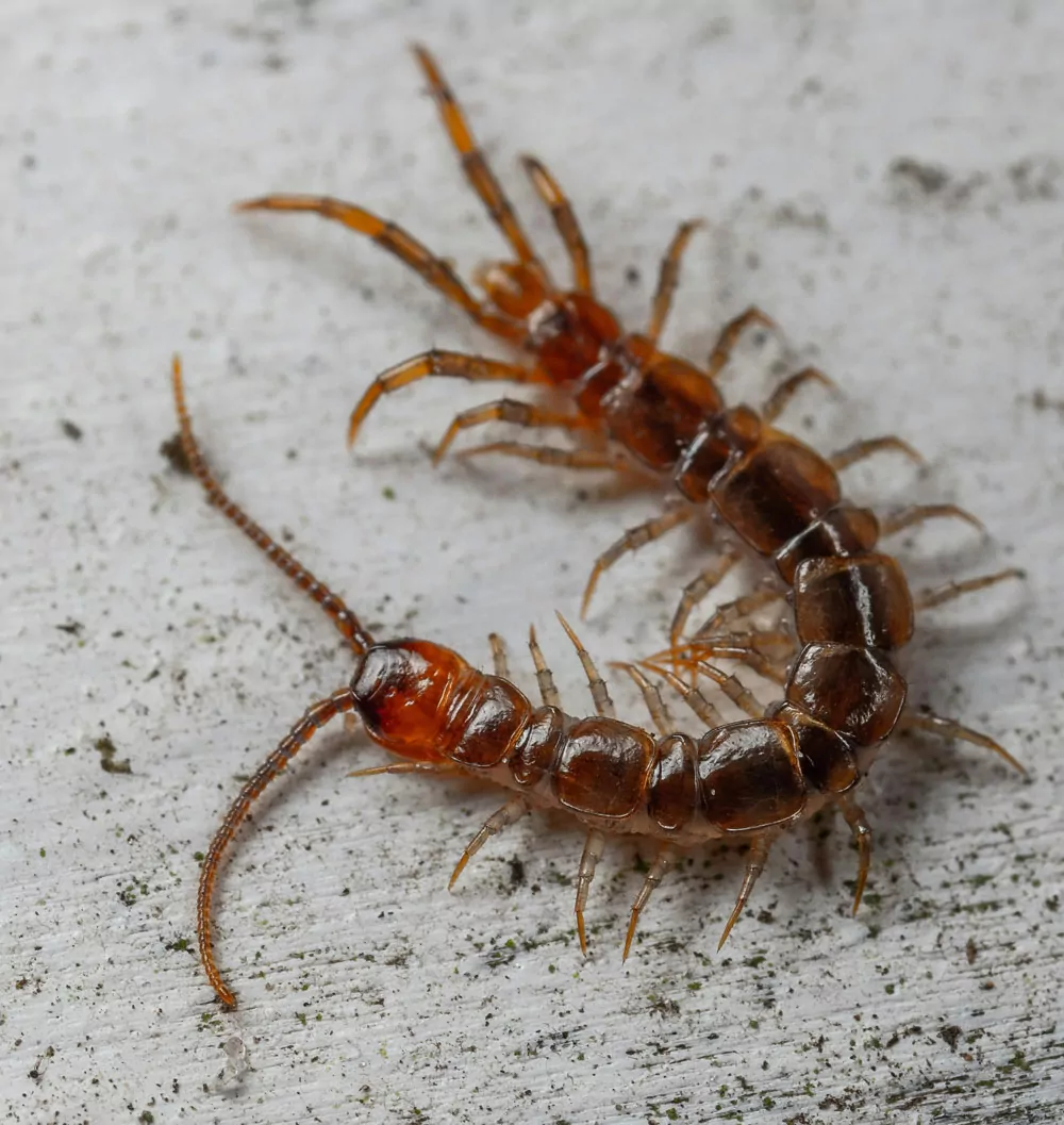Close up of centipede