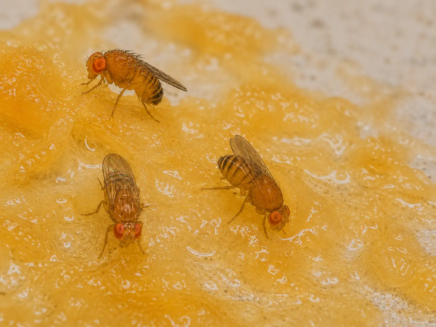 fruit flies eating honey, symbolizing fruit fly infestation