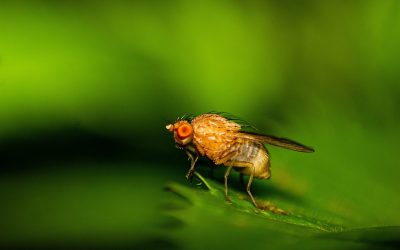 How to Get Rid of Fruit Flies: Why Professionals Don’t Treat