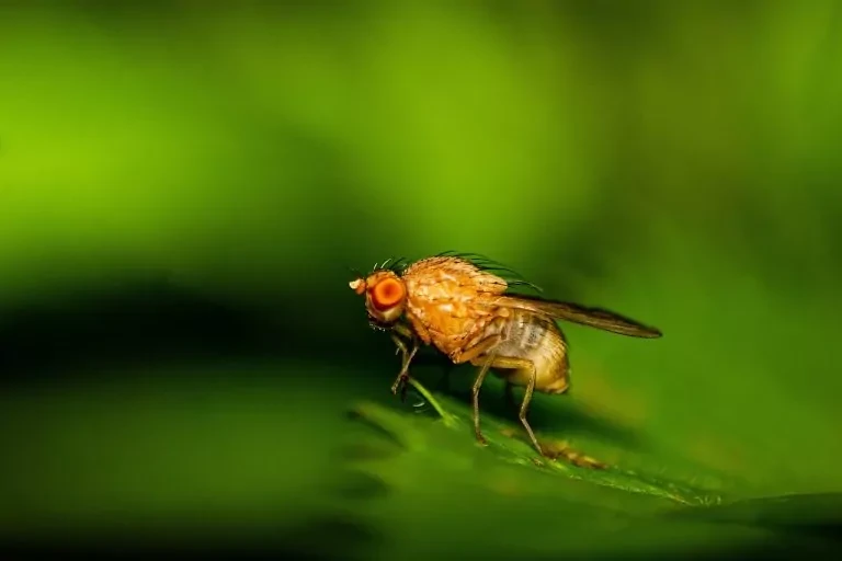 Get Rid of Fruit Flies: DIY Fruit Fly Traps & Fruit Fly Prevention