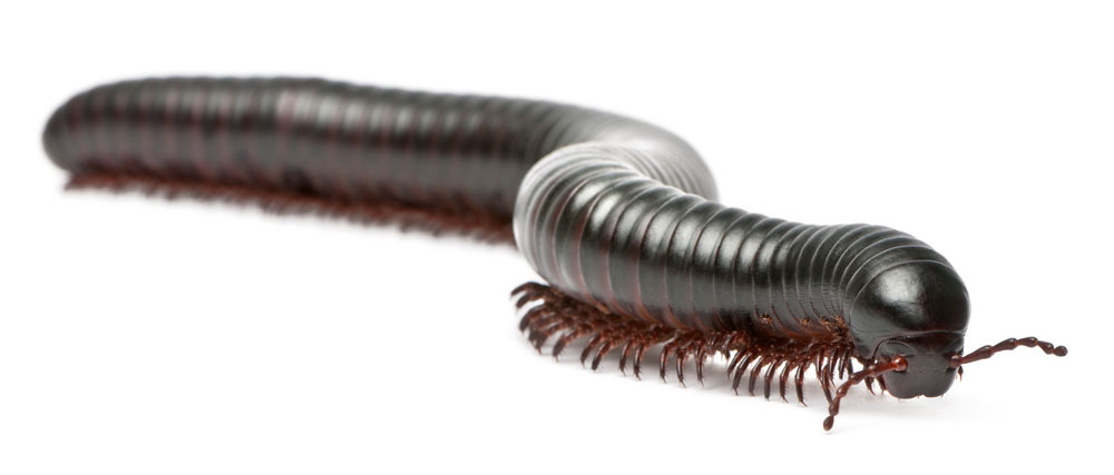 Close up of millipede