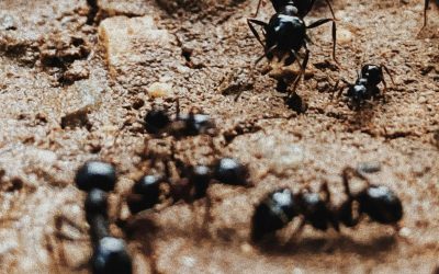 Ant Problems? Understanding Different Types and How to Get Rid of Them