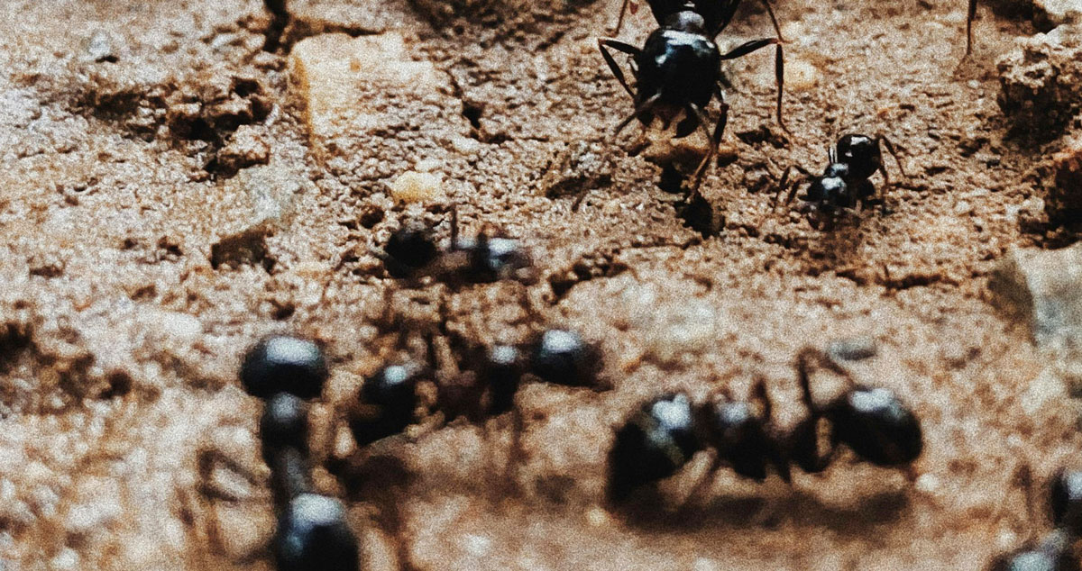 Ants_pexels-9568305_horizontal ants crawling over rocks