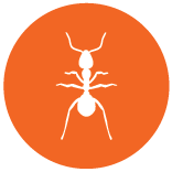ant icon