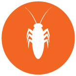 cockroach icon