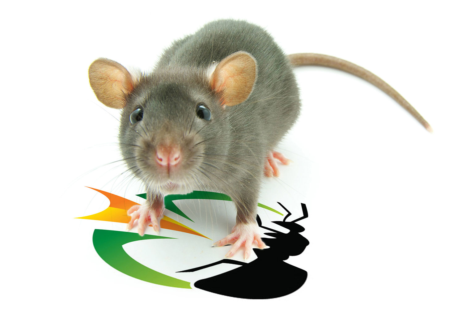 Rodent_control_GPM_Logo_Seal rodent standing on green pest management seal